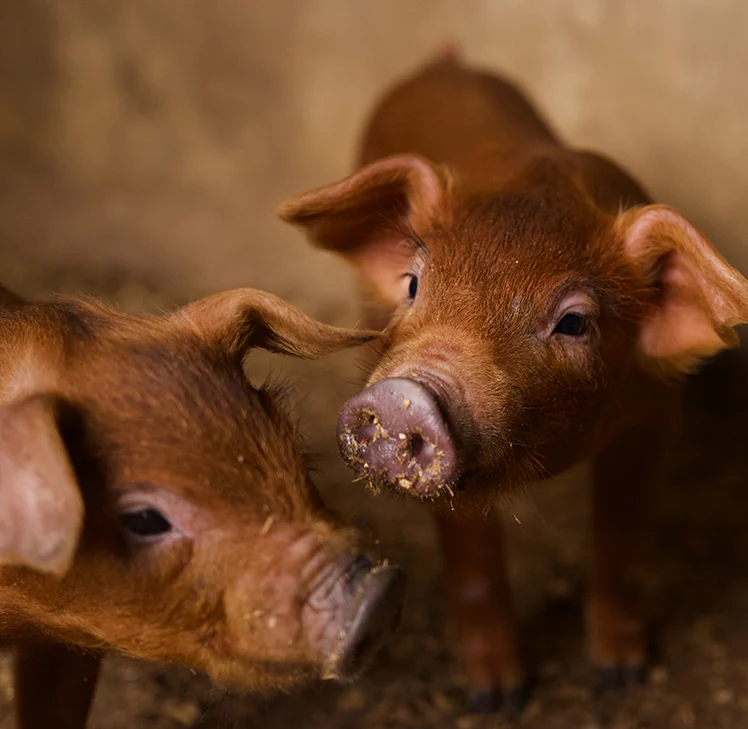 Young piglets together in their pen