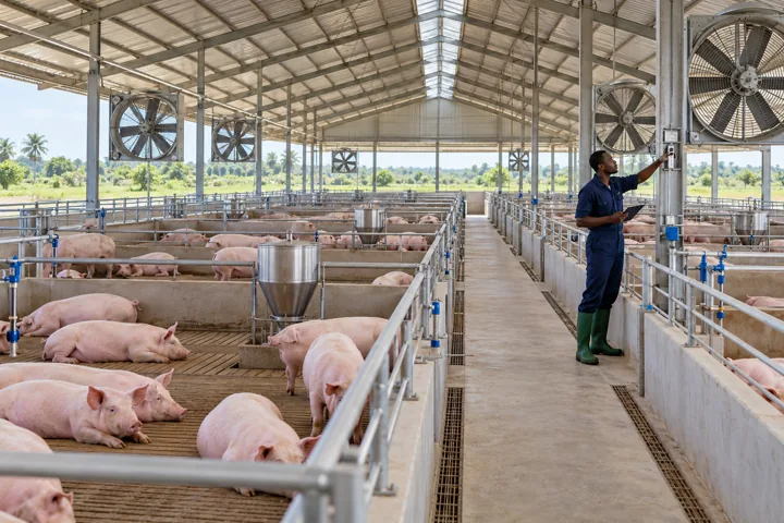 An airy modern pig barn with organised pens, circulation fans and a farm technician. AI-generated illustration — not a photograph of Royal Baobab Farms.